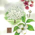 In Bloom: Flowering Dogwood – The Laurel Of Asheville