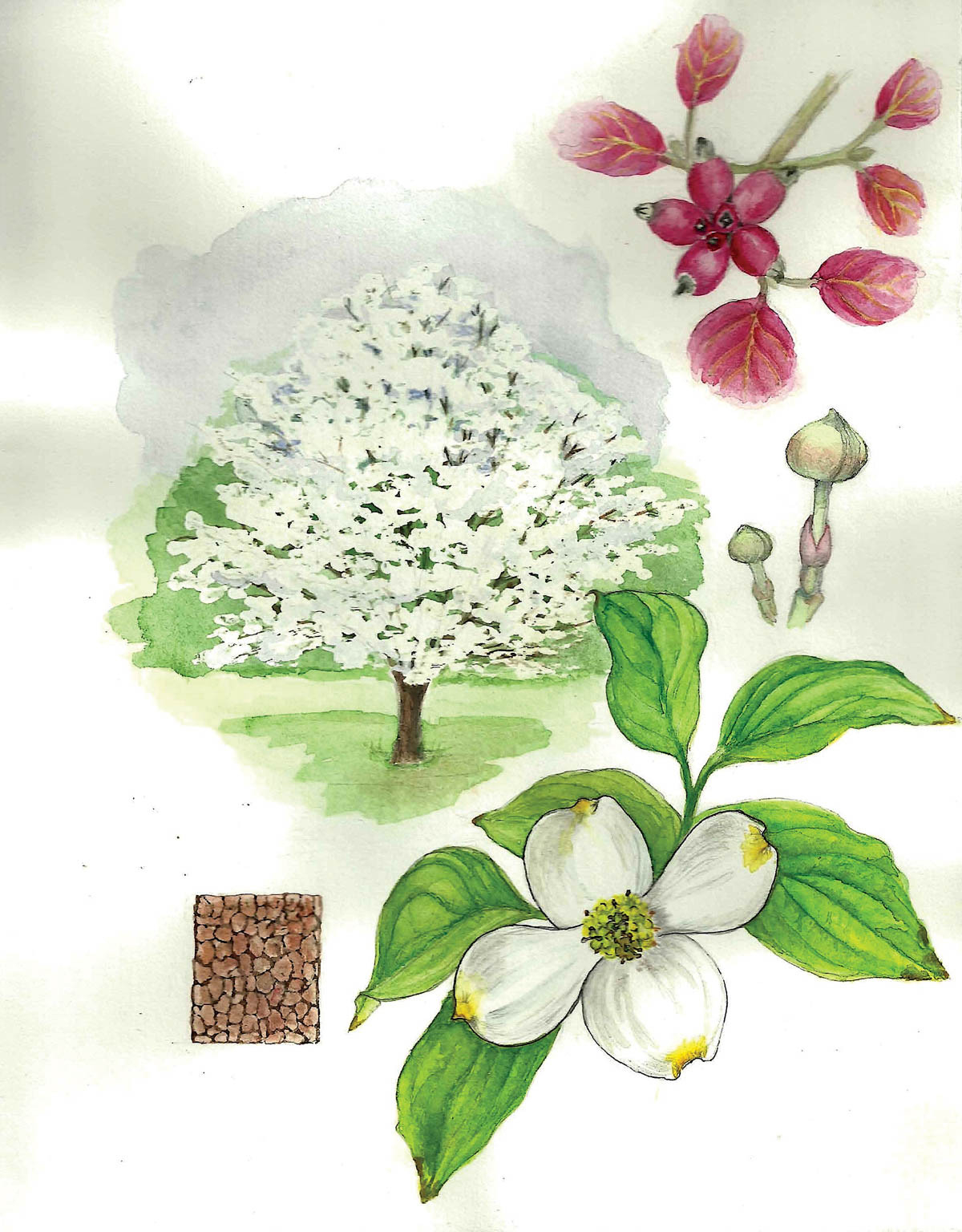 In Bloom: Flowering Dogwood – The Laurel Of Asheville