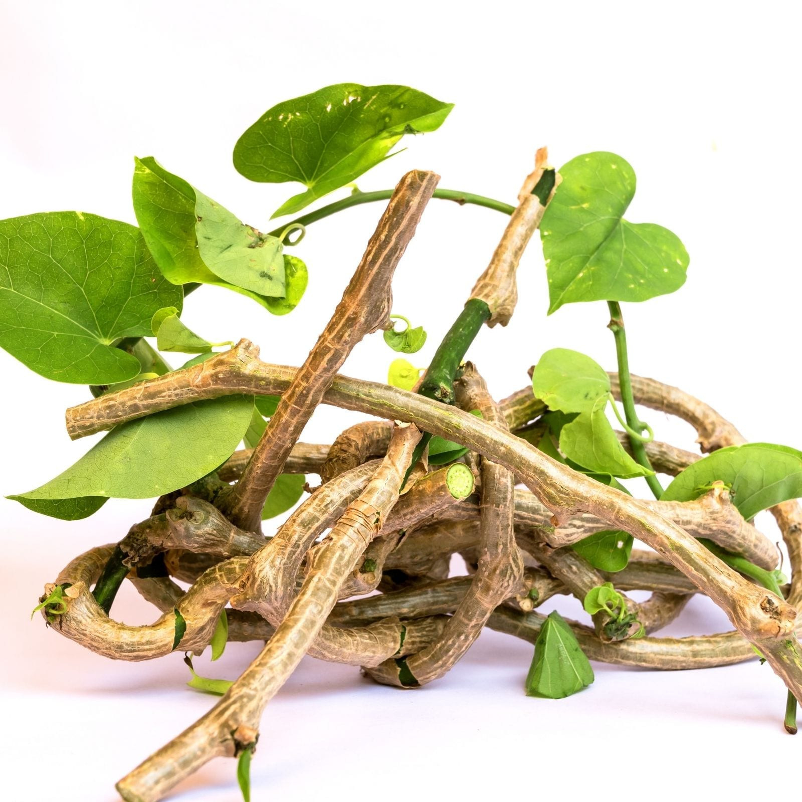 Indian Scientists Sequence The Genome Of Ayurvedic Medicinal Plant