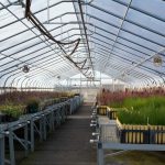 Indigenous Plant Nurseries Look To Revive Landscapes And Cultures