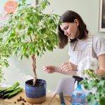 Indoor Ficus Trees: Types, How To Grow And Care For Beginners