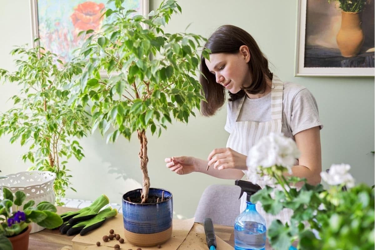 Indoor Ficus Trees: Types, How To Grow And Care For Beginners