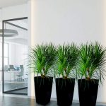 Indoor Plant – 009 Pot – 014 Supplier Malaysia | Indoor Plant