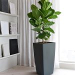 Indoor Plant – 012 Pot – 013 Supplier Malaysia | Indoor Plant