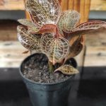 Indoor Plant – Anoectochilus Brevilabrisn (Jewel Orchid) 宝石兰花