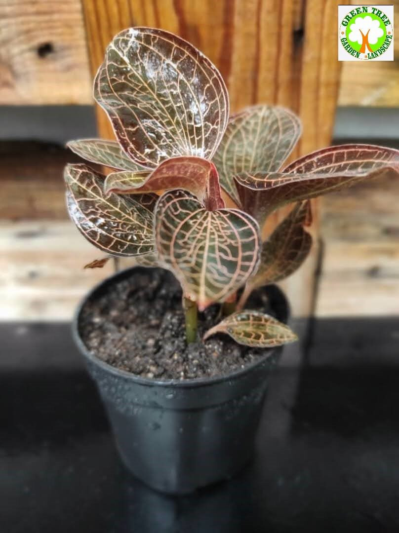 Indoor Plant - Anoectochilus Brevilabrisn (Jewel Orchid) 宝石兰花