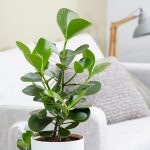 Indoor Plant] Clusia Rosea 签名树 | Lazada