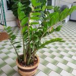 Indoor Plant – Zz Plant In Ceramic Pot, Furniture & Home Living