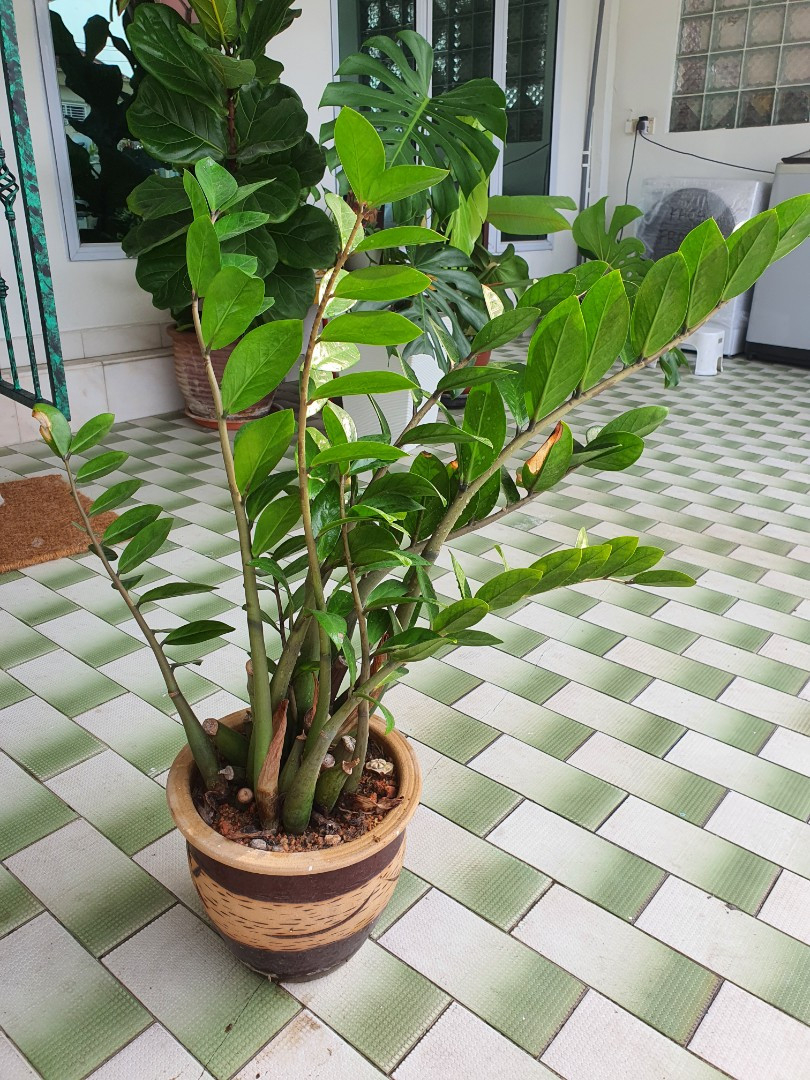 Indoor Plant - Zz Plant In Ceramic Pot, Furniture & Home Living