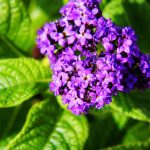 Info On Heliotrope Flowers – How To Grow Heliotrope And Heliotrope