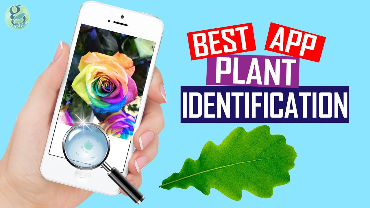 Instant Plant Identification App – Best App Test And Review