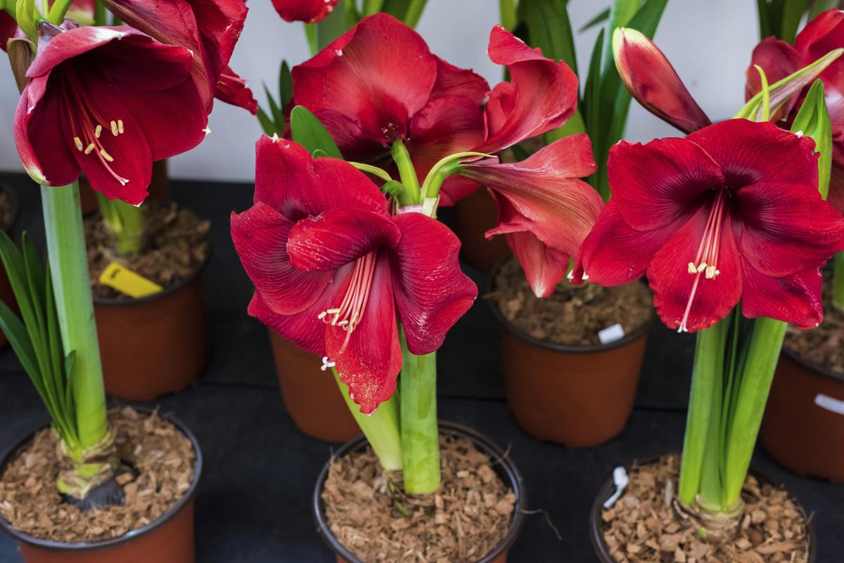 Instructions For Growing And Taking Care Of Amaryllis Bulbs