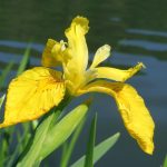 Iris | Description, Species, & Facts | Britannica