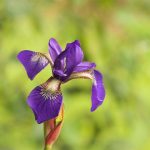 Iris | Description, Species, & Facts | Britannica
