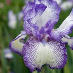 Iris Flower: Varieties To Grow And How To Care For Them | Hgtv
