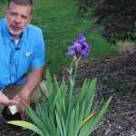 Iris (Iris Spp.) – Plant Identification