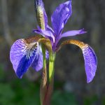 Iris (Plant) - Simple English Wikipedia, The Free Encyclopedia