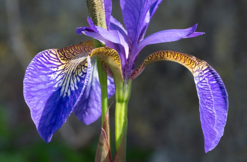  Iris Flower Plant