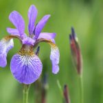 Iris – Planting And Caring For This Stunning Rhizome Flower