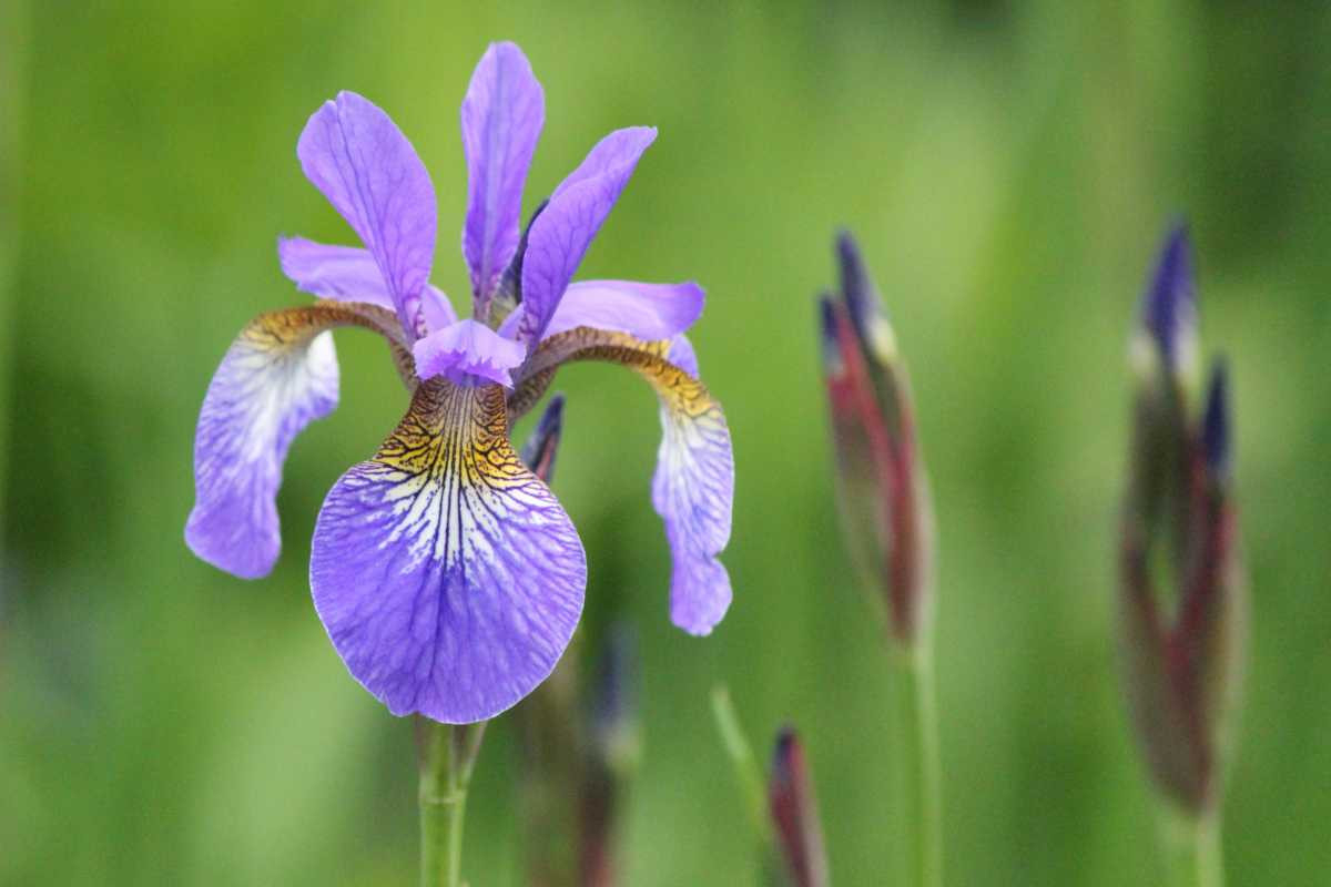 Iris - Planting And Caring For This Stunning Rhizome Flower