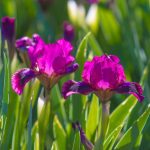 Iris Plants – Tips For Growing Iris