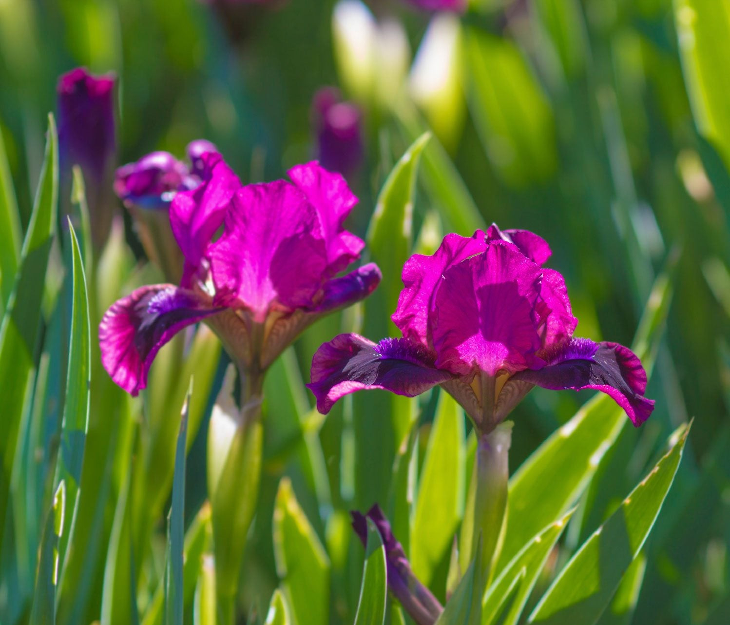 Iris Plants - Tips For Growing Iris