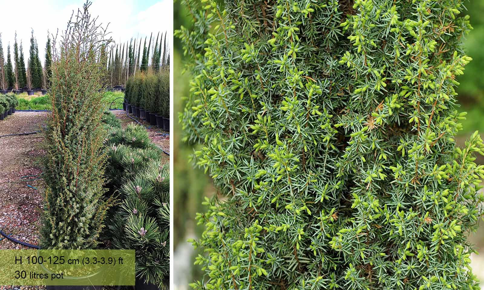 Irish Juniper (Juniperus Communis 'Hibernica')