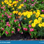 Irrigation Of Flower Beds Stock Photo. Image Of Sector – 131388170