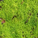 Is Sphagnum Moss Peat Moss – What'S The Difference Between