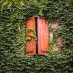 Ivy – Advice On Caring For This Invasive Plant. Contain It In Pots