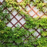 Ivy ﻿Is Best Plant﻿ For ﻿Cooling Buildings & Reducing Humidity