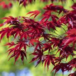 Japanese Acers: The Ultimate Guide To What To Grow, How To Grow It