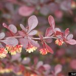 Japanese Barberry | Woody Invasive Species Of The Great Lakes Basin