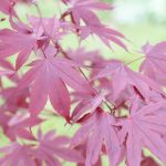 Japanese Maple Tree, Acer Palmatum – How To Plant And Care