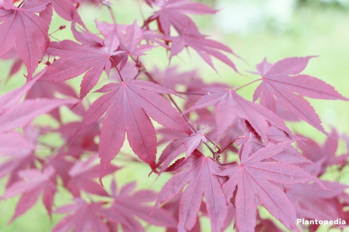 Japanese Maple Tree, Acer Palmatum - How To Plant And Care