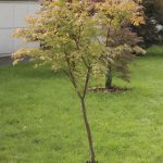 Japanese Maple Tree Facts – Lifespan Of Japanese Maple Trees