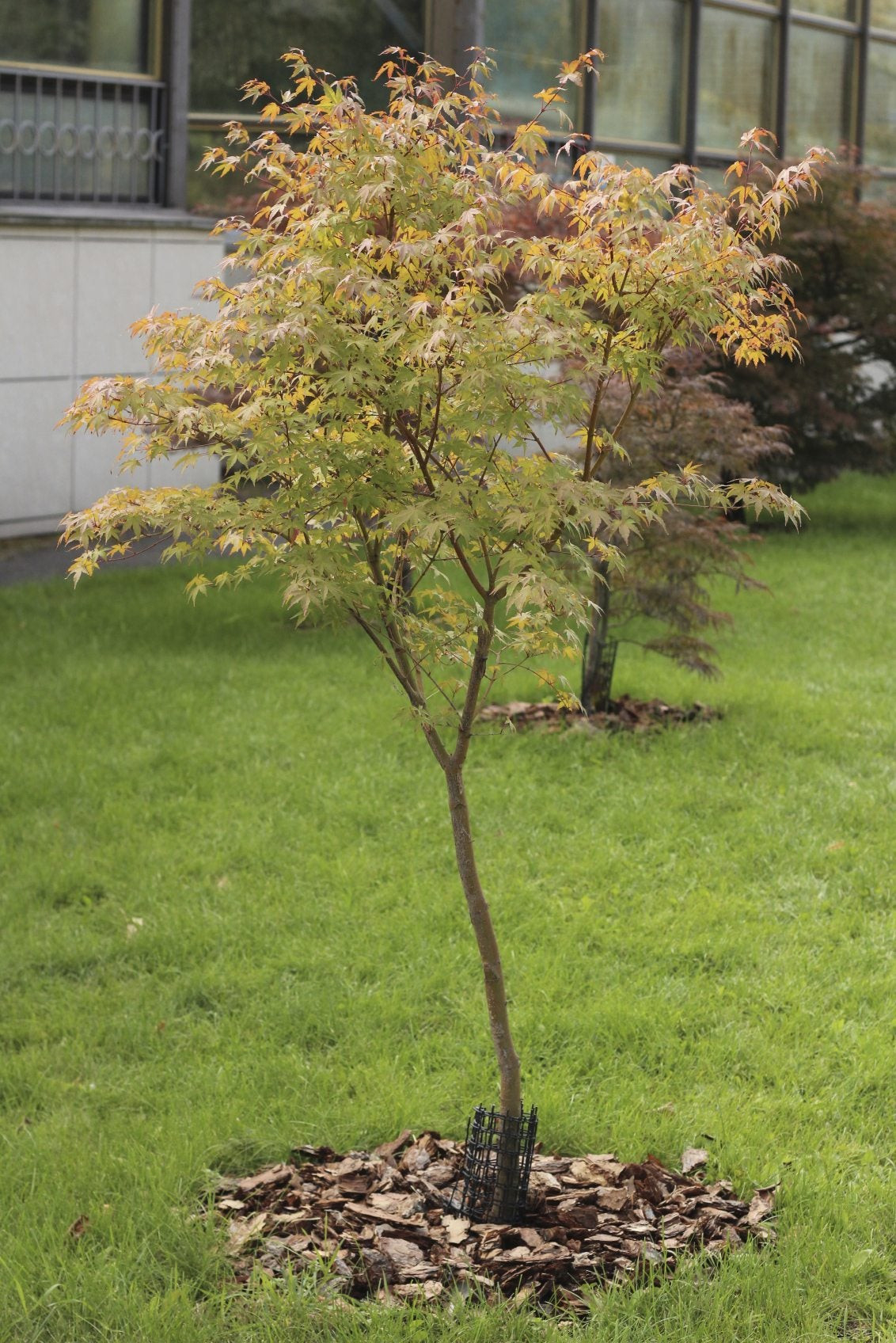 Japanese Maple Tree Facts - Lifespan Of Japanese Maple Trees