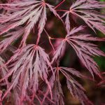 Japanese Maples: How To Plant, Grow And Care For Japanese Maples