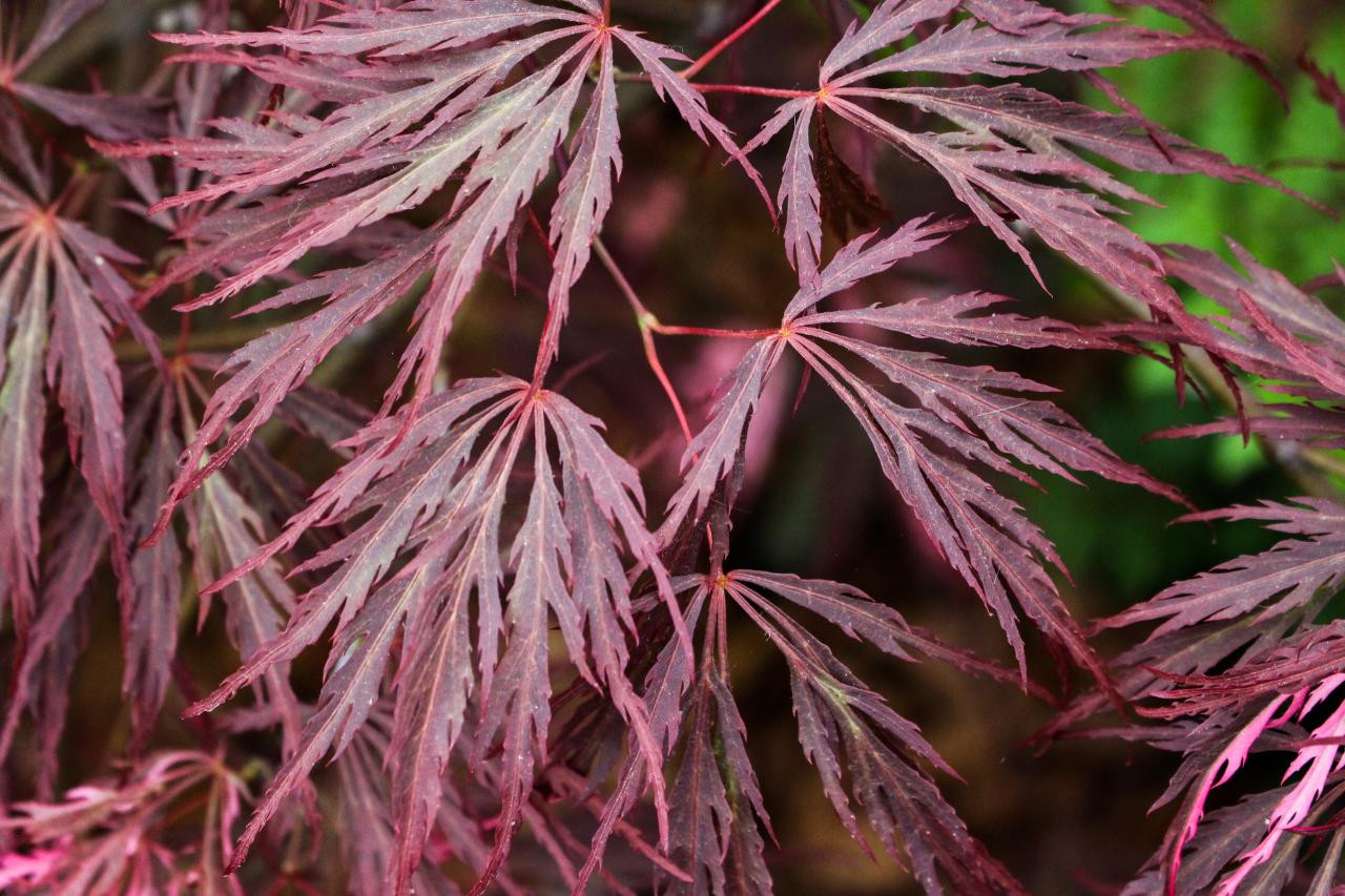 Japanese Maples: How To Plant, Grow And Care For Japanese Maples
