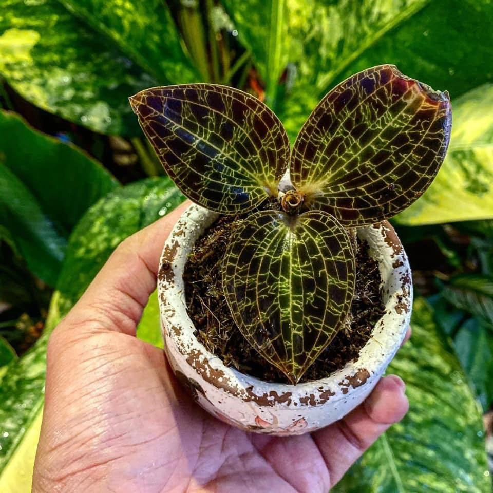 Jewel Orchid, Furniture & Home Living, Gardening, Plants & Seeds