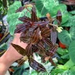 Jewel Orchid “Ludisia Discolor”, Furniture & Home Living