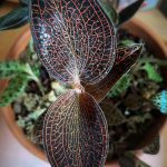 Jewel Orchids Plant Care | Flatwithplants