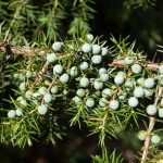 Juniperus Communis (Common Juniper) Description