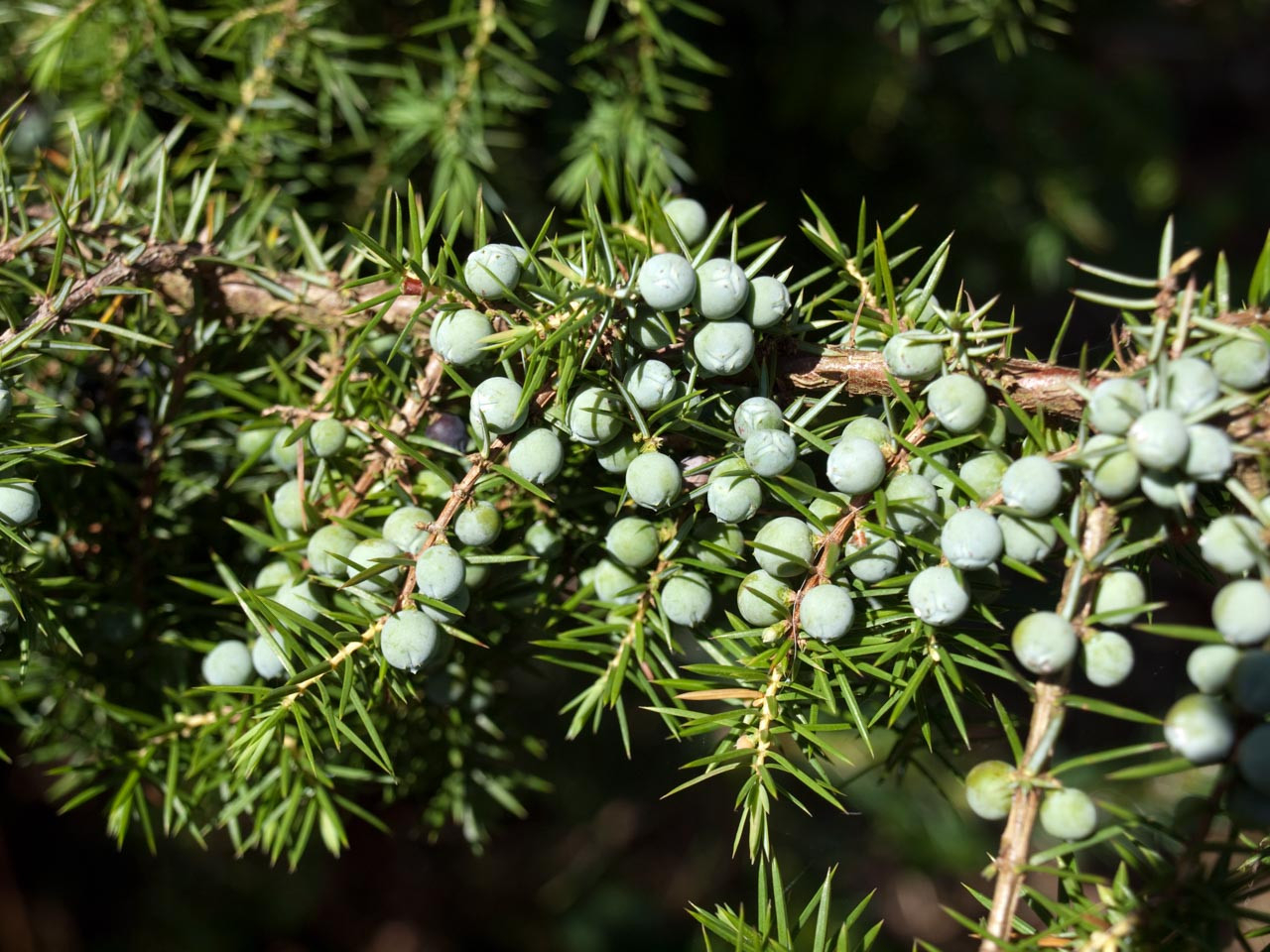 Juniperus Communis (Common Juniper) Description