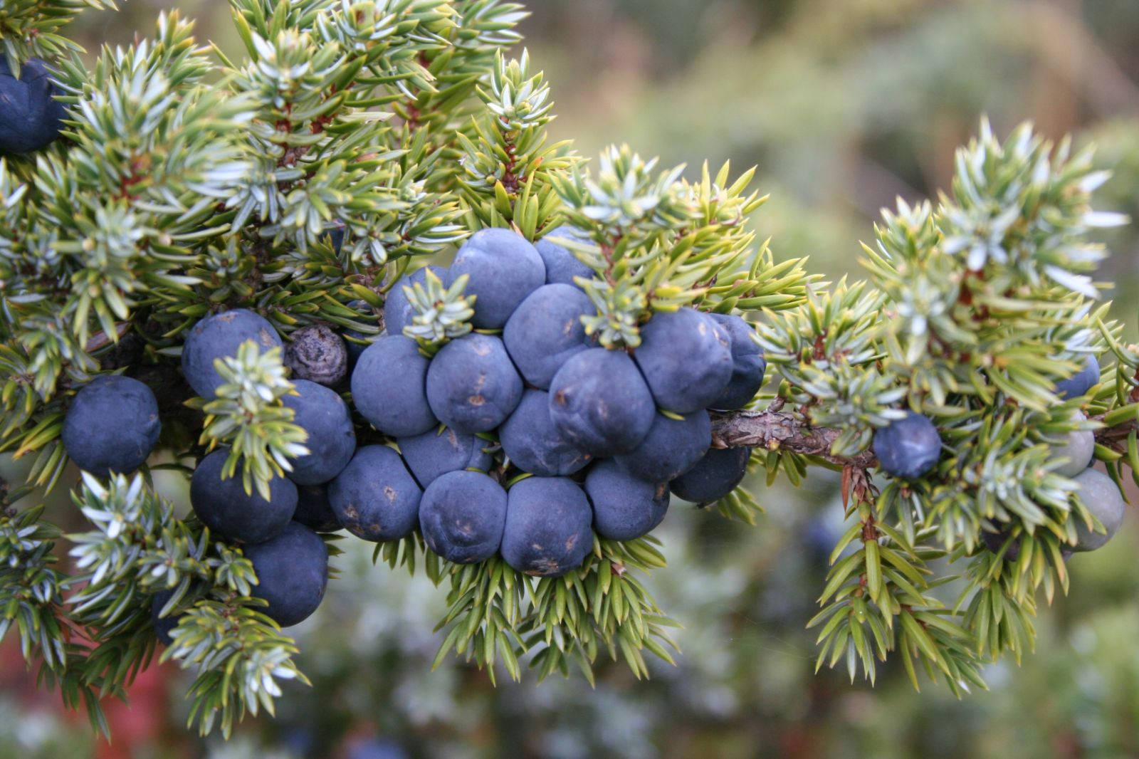 Juniperus Communis - Trees And Shrubs Online