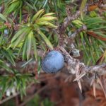 Juniperus Communis Var. Depressa