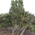 Juniperus Communis – Wikipedia