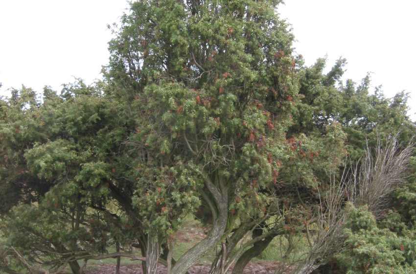  Juniperus Communis Plant