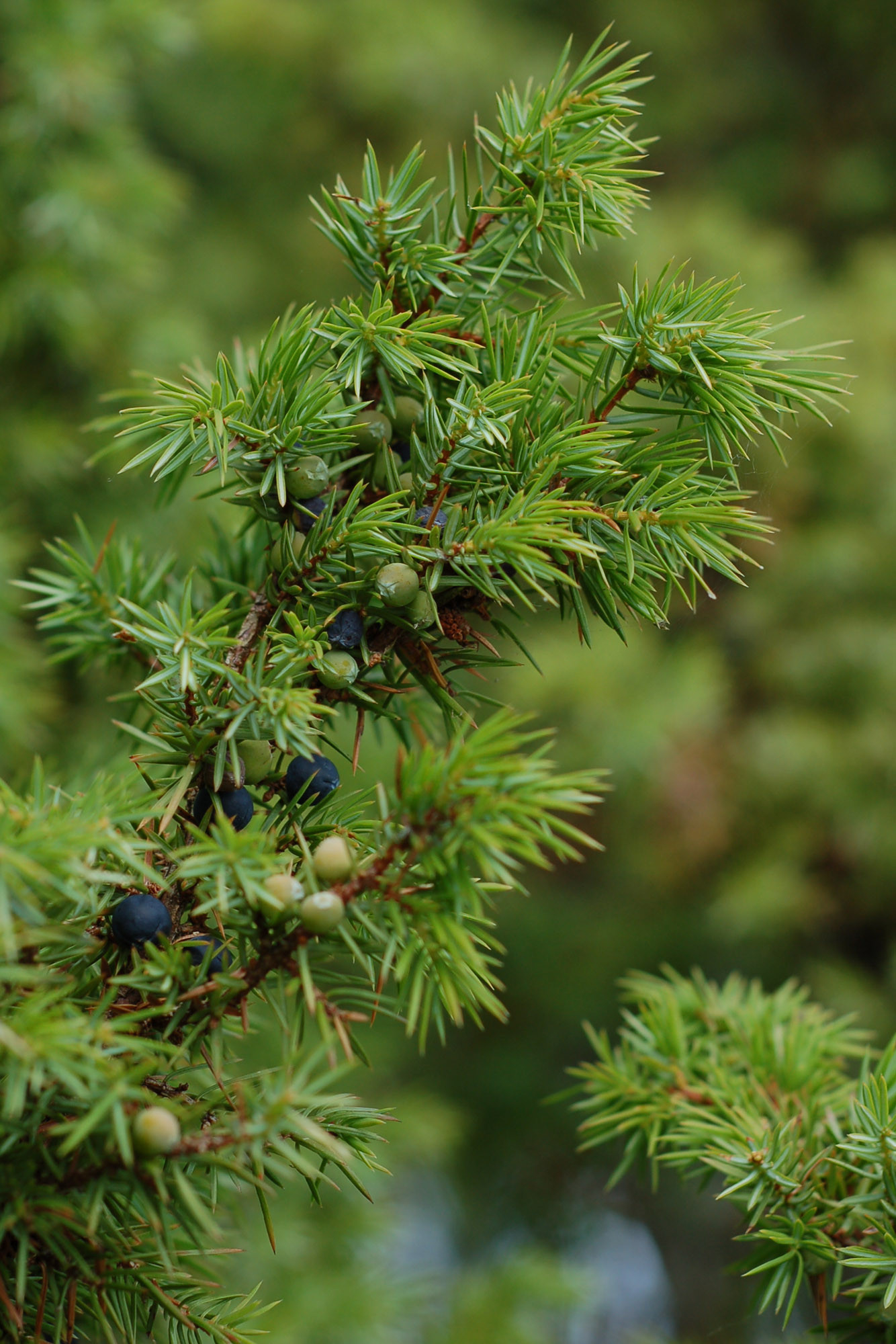 Juniperus Communis – Wikispecies