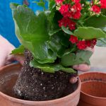 Kalanchoe Care: How To Care For A Kalanchoe Plant | Bbc Gardeners